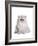 Persian Cat-Fabio Petroni-Framed Photographic Print