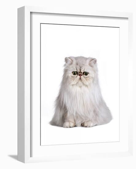 Persian Cat-Fabio Petroni-Framed Photographic Print