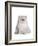 Persian Cat-Fabio Petroni-Framed Photographic Print