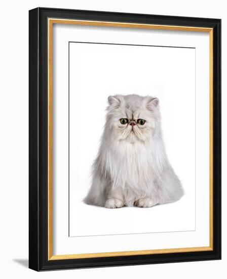 Persian Cat-Fabio Petroni-Framed Photographic Print