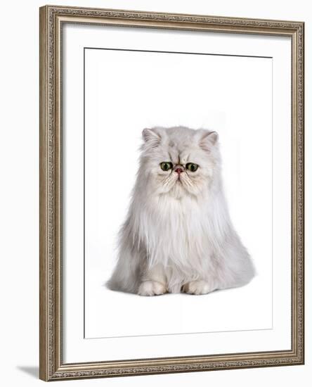 Persian Cat-Fabio Petroni-Framed Photographic Print