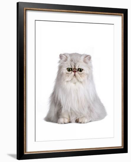 Persian Cat-Fabio Petroni-Framed Photographic Print