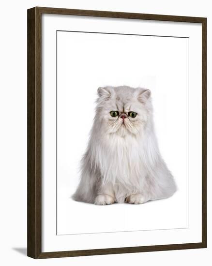 Persian Cat-Fabio Petroni-Framed Photographic Print