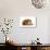 Persian Cat-Fabio Petroni-Photographic Print displayed on a wall