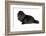 Persian Cat-Fabio Petroni-Framed Photographic Print