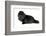 Persian Cat-Fabio Petroni-Framed Photographic Print