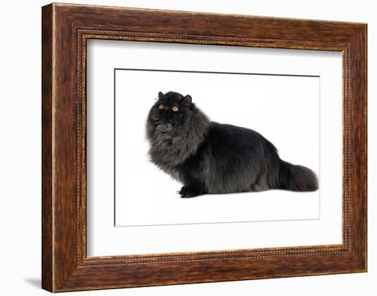 Persian Cat-Fabio Petroni-Framed Photographic Print