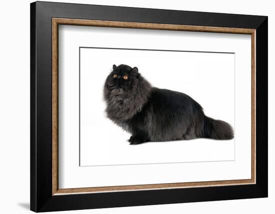 Persian Cat-Fabio Petroni-Framed Photographic Print