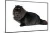 Persian Cat-Fabio Petroni-Mounted Photographic Print