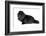 Persian Cat-Fabio Petroni-Framed Photographic Print