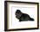 Persian Cat-Fabio Petroni-Framed Photographic Print