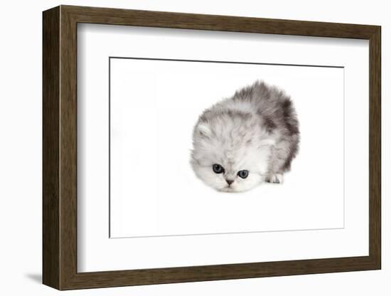 Persian Cat-Fabio Petroni-Framed Photographic Print