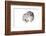 Persian Cat-Fabio Petroni-Framed Photographic Print