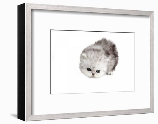 Persian Cat-Fabio Petroni-Framed Photographic Print