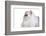 Persian Cat-Fabio Petroni-Framed Photographic Print