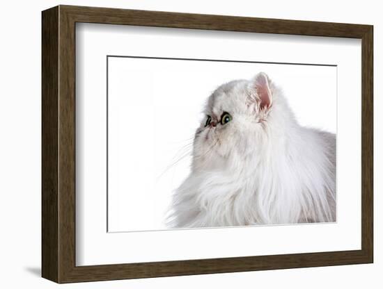 Persian Cat-Fabio Petroni-Framed Photographic Print