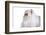 Persian Cat-Fabio Petroni-Framed Photographic Print