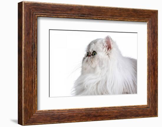 Persian Cat-Fabio Petroni-Framed Photographic Print