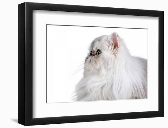 Persian Cat-Fabio Petroni-Framed Photographic Print