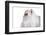 Persian Cat-Fabio Petroni-Framed Photographic Print