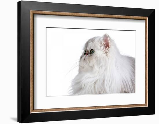 Persian Cat-Fabio Petroni-Framed Photographic Print