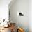 Persian Cat-Fabio Petroni-Photographic Print displayed on a wall