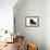 Persian Cat-Fabio Petroni-Framed Photographic Print displayed on a wall