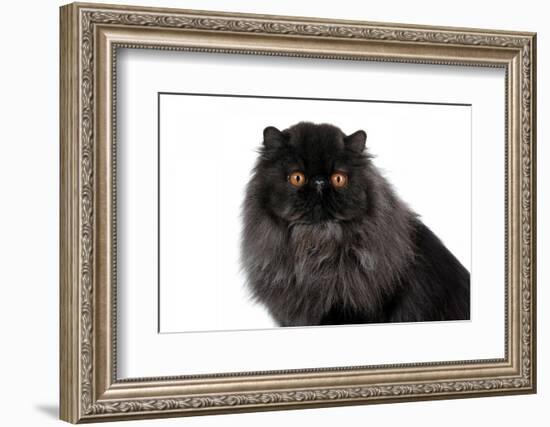 Persian Cat-Fabio Petroni-Framed Photographic Print