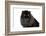 Persian Cat-Fabio Petroni-Framed Photographic Print