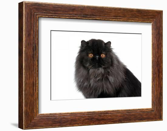 Persian Cat-Fabio Petroni-Framed Photographic Print