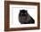 Persian Cat-Fabio Petroni-Framed Photographic Print