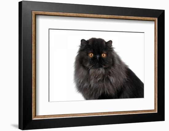 Persian Cat-Fabio Petroni-Framed Photographic Print