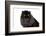 Persian Cat-Fabio Petroni-Framed Photographic Print