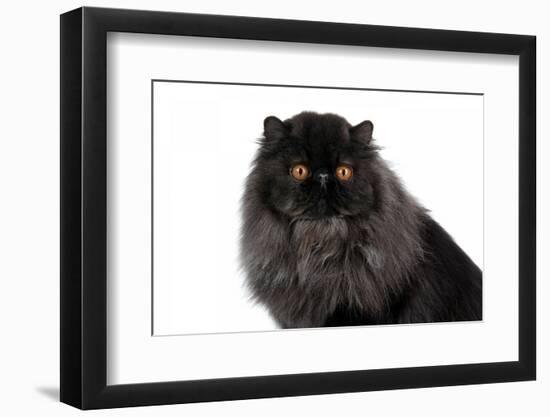 Persian Cat-Fabio Petroni-Framed Photographic Print