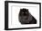 Persian Cat-Fabio Petroni-Framed Photographic Print