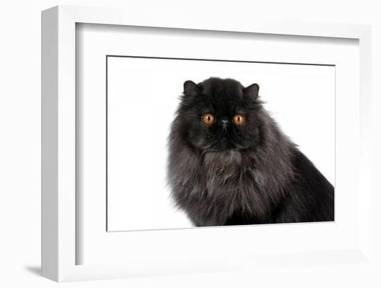 Persian Cat-Fabio Petroni-Framed Photographic Print