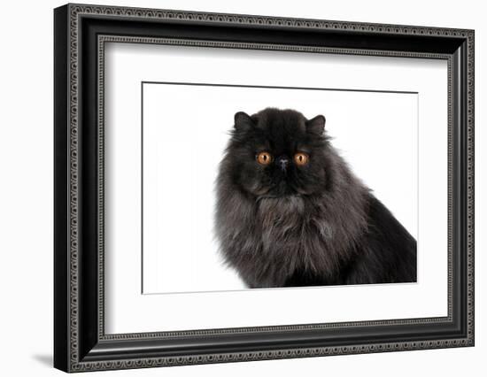 Persian Cat-Fabio Petroni-Framed Photographic Print