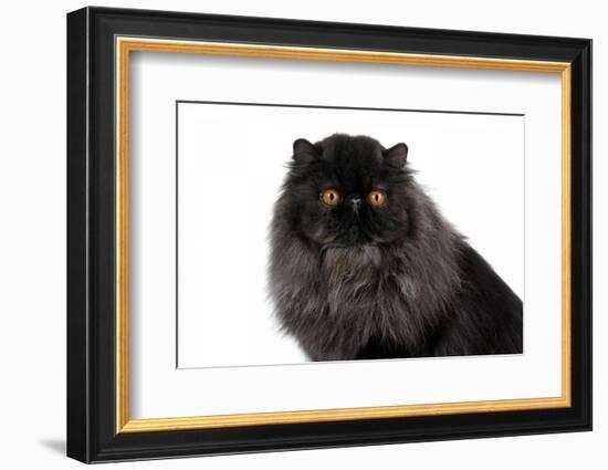 Persian Cat-Fabio Petroni-Framed Photographic Print