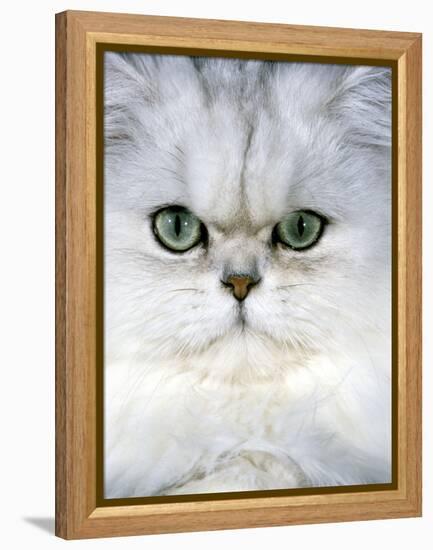 Persian Chinchilla Cat-null-Framed Premier Image Canvas