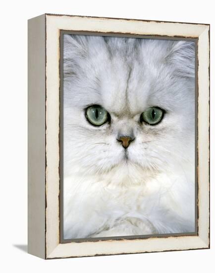 Persian Chinchilla Cat-null-Framed Premier Image Canvas