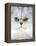 Persian Chinchilla Cat-null-Framed Premier Image Canvas
