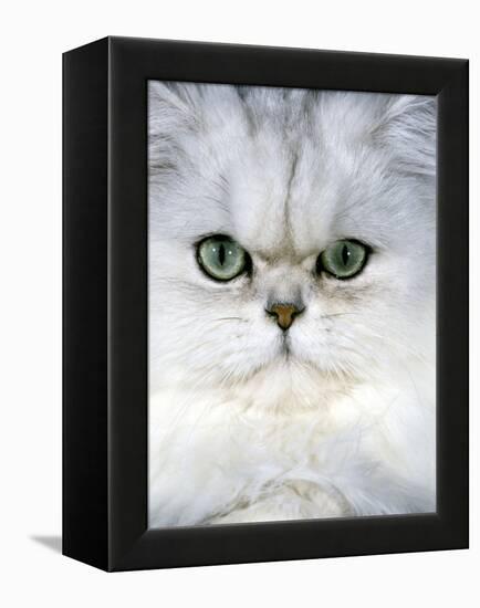 Persian Chinchilla Cat-null-Framed Premier Image Canvas