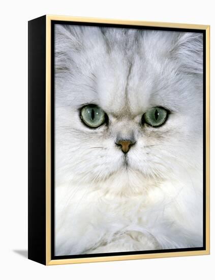 Persian Chinchilla Cat-null-Framed Premier Image Canvas