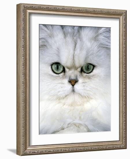 Persian Chinchilla Cat-null-Framed Photographic Print