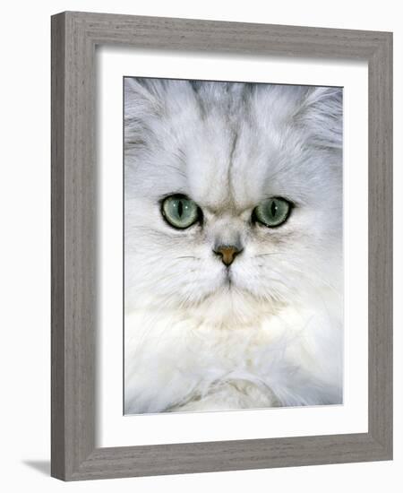 Persian Chinchilla Cat-null-Framed Photographic Print