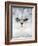 Persian Chinchilla Cat-null-Framed Photographic Print