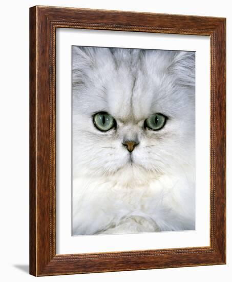 Persian Chinchilla Cat-null-Framed Photographic Print