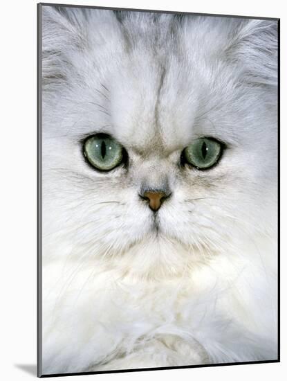 Persian Chinchilla Cat-null-Mounted Photographic Print