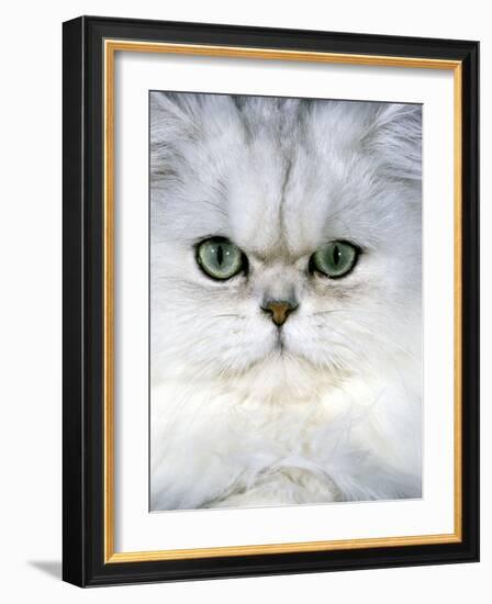 Persian Chinchilla Cat-null-Framed Photographic Print