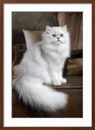 Persian Chinchilla Photographic Print Art Com